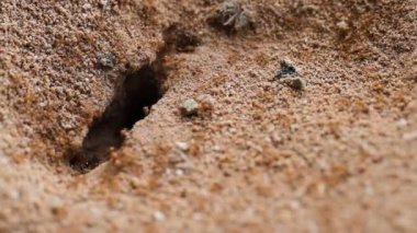 Yerdeki bir delik ile karıncalar