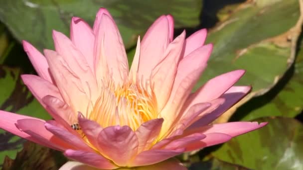 Biene auf rosa Lotus — Stockvideo