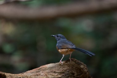 Beyaz kıçlı Shama kütüğün üzerinde yemek arıyor..