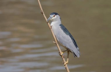 Kara Taç Giyen Gece Balıkçıl (Night Heron) kuru bankta.