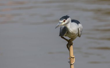 Kara Taç Giyen Gece Balıkçıl (Night Heron) kuru bankta.