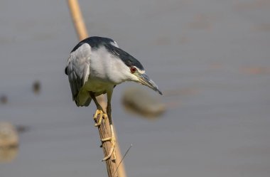 Kara Taç Giyen Gece Balıkçıl (Night Heron) kuru bankta.