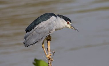 Kara Taç Giyen Gece Balıkçıl (Night Heron) kuru bankta.