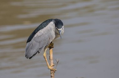 Kara Taç Giyen Gece Balıkçıl (Night Heron) kuru bankta.