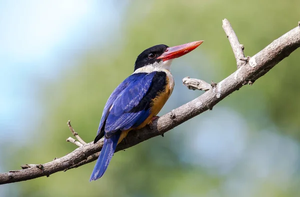 Pescador Real Capa Negra Árbol Ramas —  Fotos de Stock