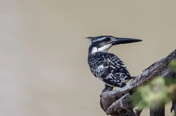 Pied Kingfisher Banchboom — Stockfoto