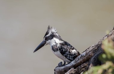 Banch ağacındaki Pied Kingfisher.