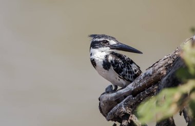 Banch ağacındaki Pied Kingfisher.