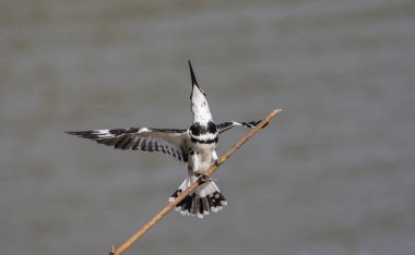 Pied Kingfisher Tayland 'da nehrin üzerinde süzülüyor..