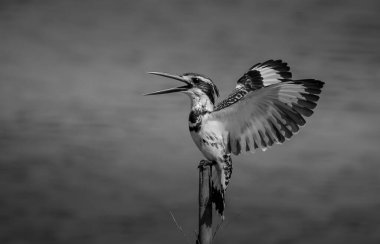 Pied Kingfisher Tayland 'da nehrin üzerinde süzülüyor..
