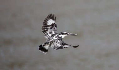 Pied Kingfisher Tayland 'da nehrin üzerinde süzülüyor..