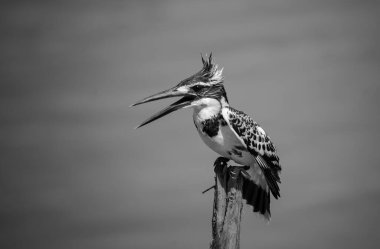 Pied Kingfisher Tayland 'da nehrin üzerinde süzülüyor..