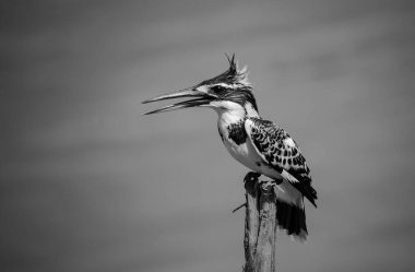Pied Kingfisher Tayland 'da nehrin üzerinde süzülüyor..