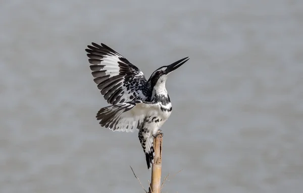 Pied Kingfisher Zweeft Boven Rivier Thailand — Stockfoto