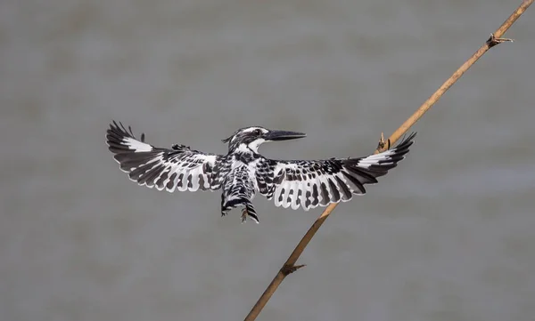 Pied Kingfisher Pairando Acima Sobre Rio Tailândia — Fotografia de Stock