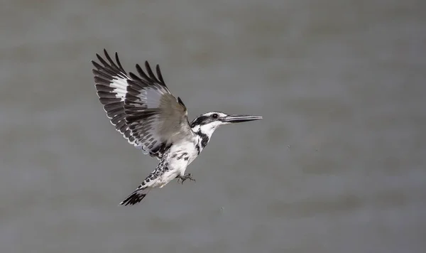 Pied Kingfisher Planant Dessus Rivière Thaïlande — Photo