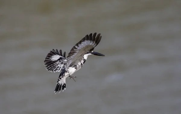 Pied Kingfisher Pairando Acima Sobre Rio Tailândia — Fotografia de Stock