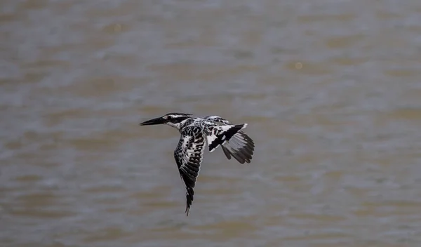 Ratteneisvogel Schwebt Über Fluss Thailand — Stockfoto