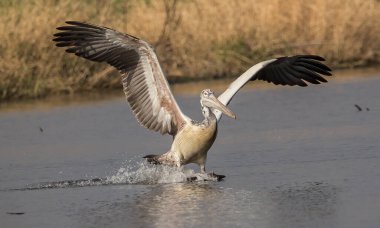 Göle uçarken pelikan.