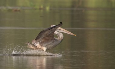 Göle uçarken pelikan.