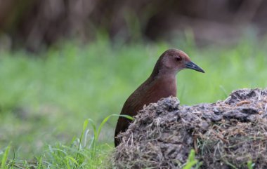 Kaba göğüslü Crake yemek için tarlada yürüyor..