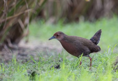 Kaba göğüslü Crake yemek için tarlada yürüyor..