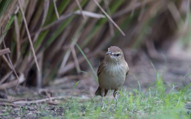 Oryantal Reed Warbler çimlerde yiyecek arıyor..