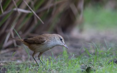 Oryantal Reed Warbler çimlerde yiyecek arıyor..