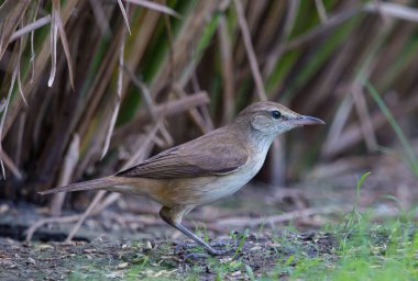 Oryantal Reed Warbler çimlerde yiyecek arıyor..