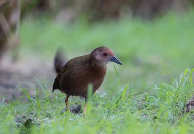 Kaba göğüslü Crake yemek için tarlada yürüyor..