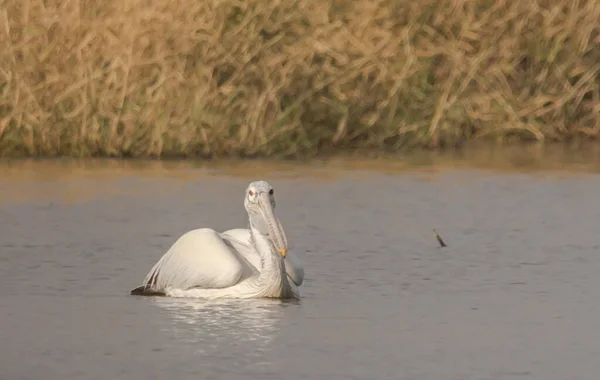 Pelican Está Flutuando Para Peixes Lagoa — Fotografia de Stock