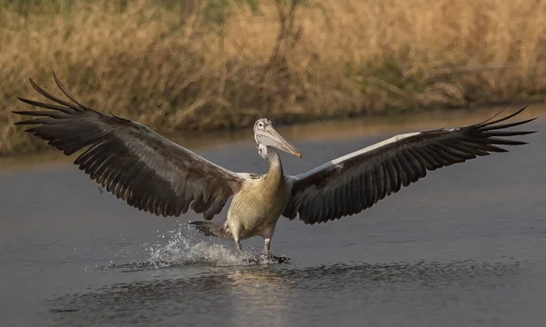 Pelican Tijdens Het Vliegen Vijver — Stockfoto