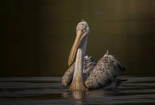 Pelikan Gölette Balık Arıyor — Stok fotoğraf