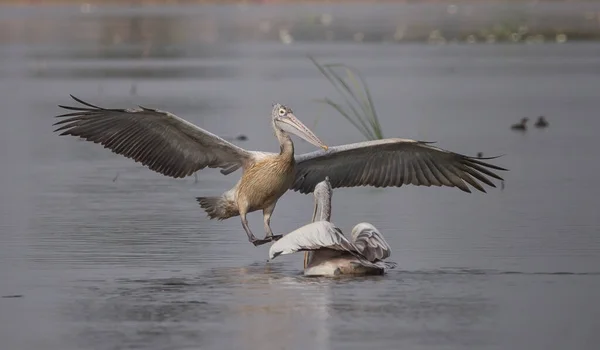 Pelicano Enquanto Voava Para Lagoa — Fotografia de Stock