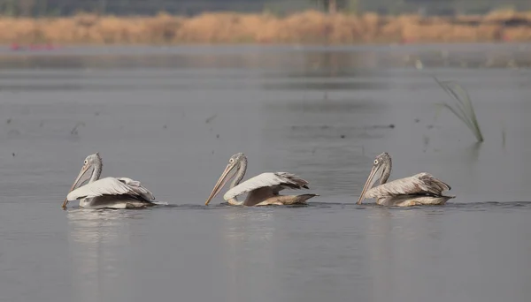 Pelican Está Flutuando Para Peixes Lagoa — Fotografia de Stock