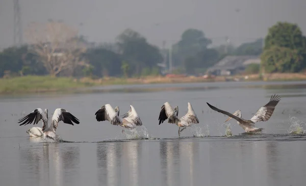 Pelikan Beim Fliegen Den Teich — Stockfoto