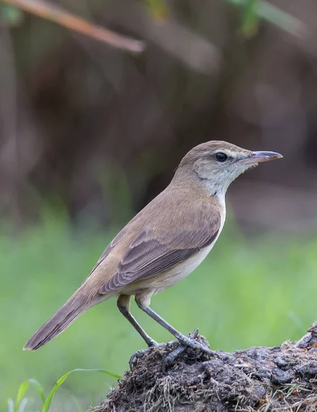 Oriental Reed Warbler Stojący Poszukiwaniu Pożywienia Trawie — Zdjęcie stockowe