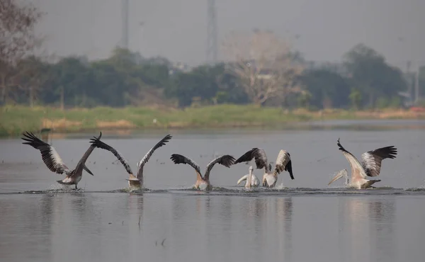 Pelikan Beim Fliegen Den Teich — Stockfoto