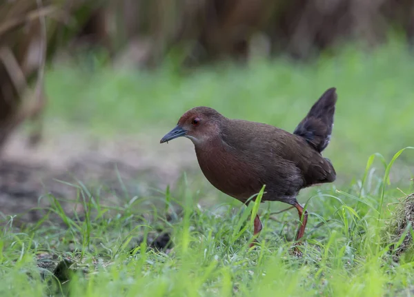 Kaba göğüslü Crake yemek için tarlada yürüyor..