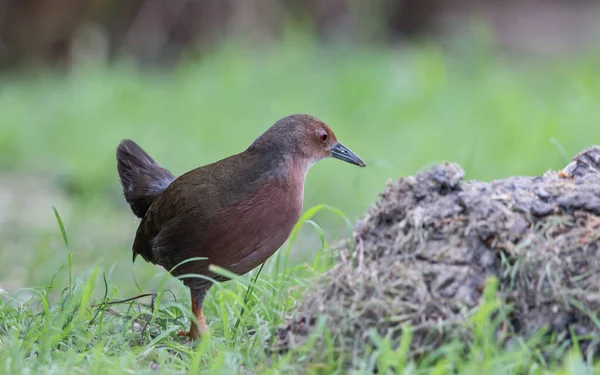 Kaba Göğüslü Crake Yemek Için Tarlada Yürüyor — Stok fotoğraf