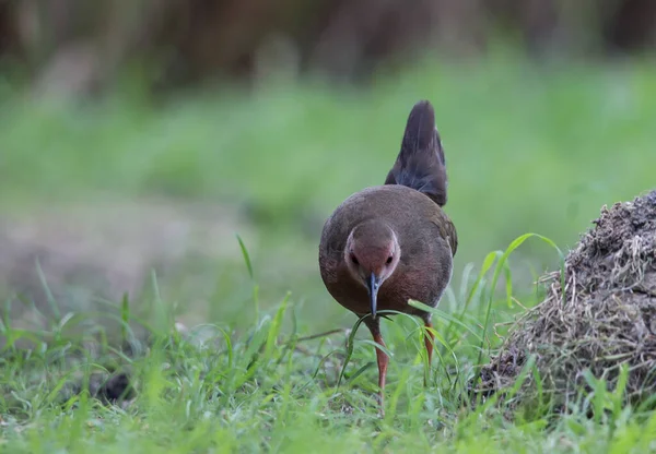 Ruddy Biust Crake Idzie Jedzenie Obok Pola — Zdjęcie stockowe