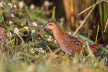Baillon's Crake standing behind the rice plant. clipart