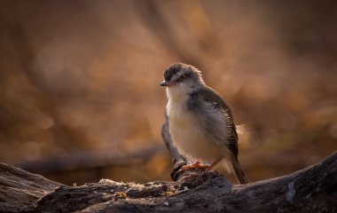 Düz Prinia, arka planda çekim yapıyor..
