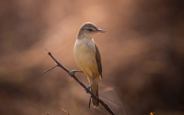 Oriental Reed Warbler. Arka planda çekim yapıyor..