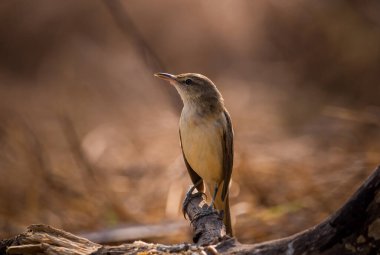 Oriental Reed Warbler. Arka planda çekim yapıyor..