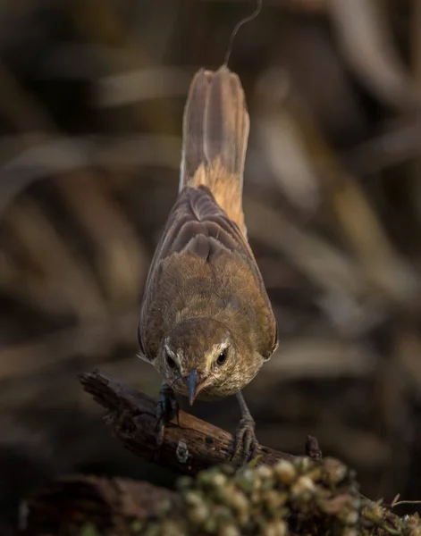 Oosterse Rietzanger Het Een Trekvogel Die Kan Worden Gevonden Sommige — Stockfoto