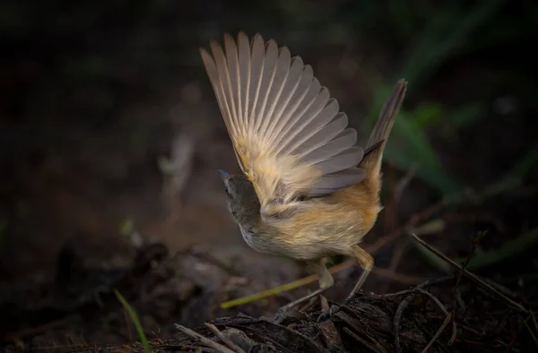 Oriental Reed Warbler Είναι Ένα Μεταναστευτικό Πουλί Που Μπορεί Βρεθεί — Φωτογραφία Αρχείου