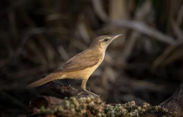 Oriental Reed Warbler Uccello Migratore Che Può Essere Trovato Alcune — Foto Stock