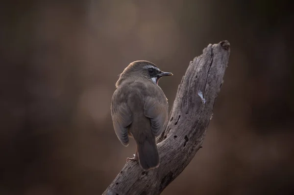 Σιβηρίας Rubythroat Είναι Γυρίσματα Αναδρομικά Φωτισμένο Τρόπο — Φωτογραφία Αρχείου