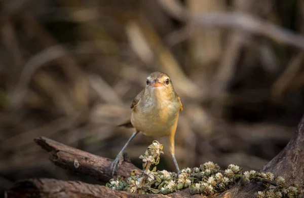 Oriental Reed Warbler Jest Ptak Wędrowny Który Można Znaleźć Niektórych — Zdjęcie stockowe